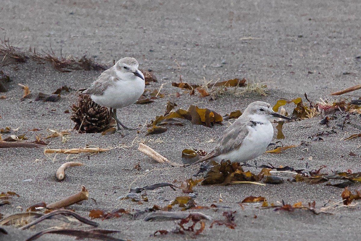 Wrybill - ML604785141