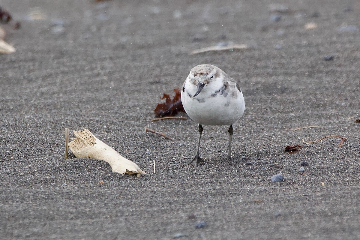 Wrybill - ML604785151