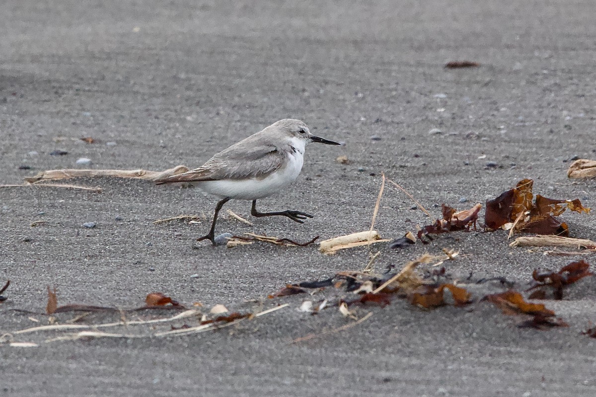 Wrybill - ML604785161