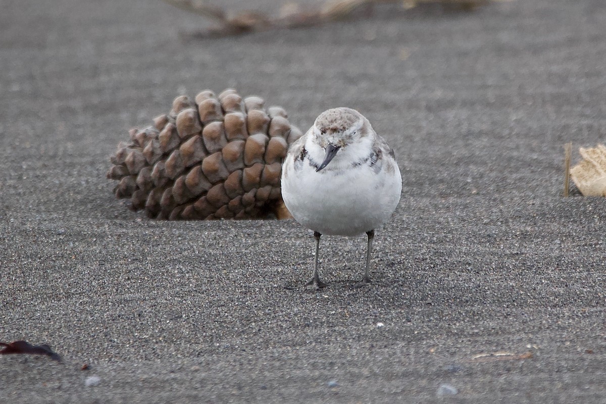 Wrybill - ML604785181