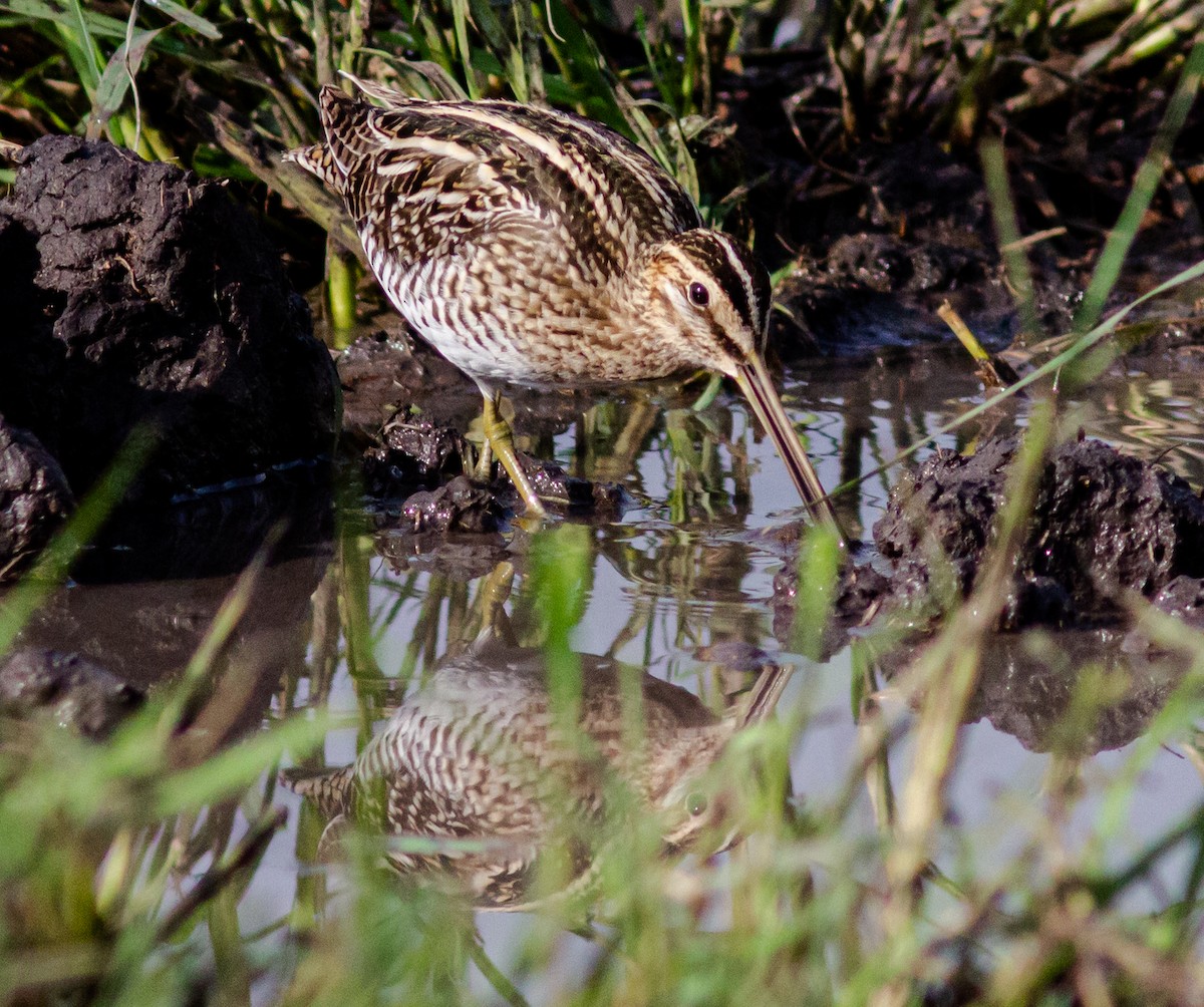 Common Snipe - ML604786421