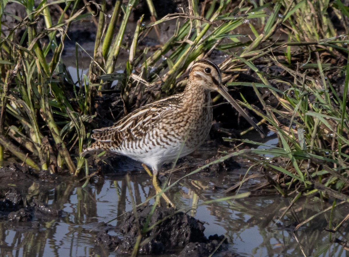 Common Snipe - ML604786461