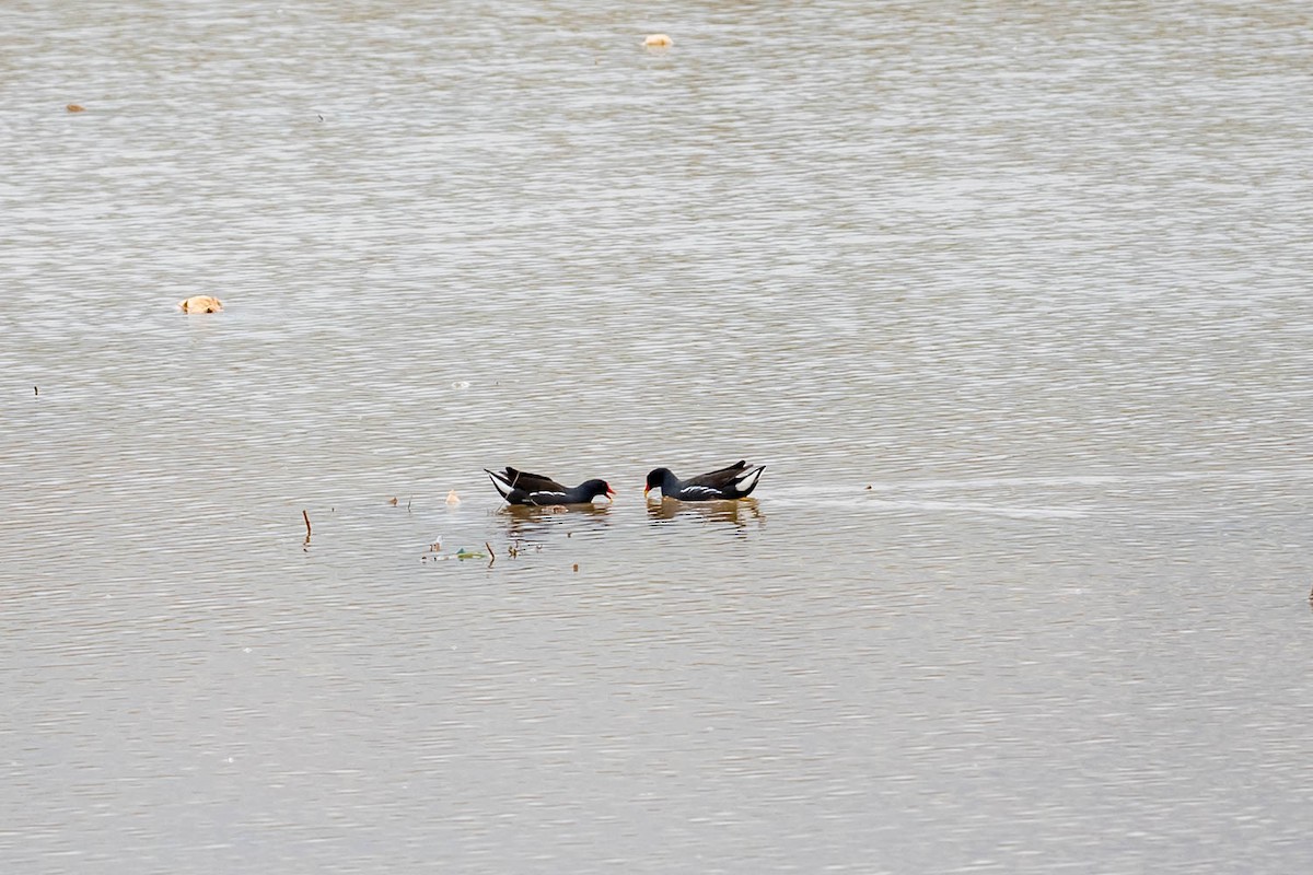 Eurasian Moorhen - ML604786571