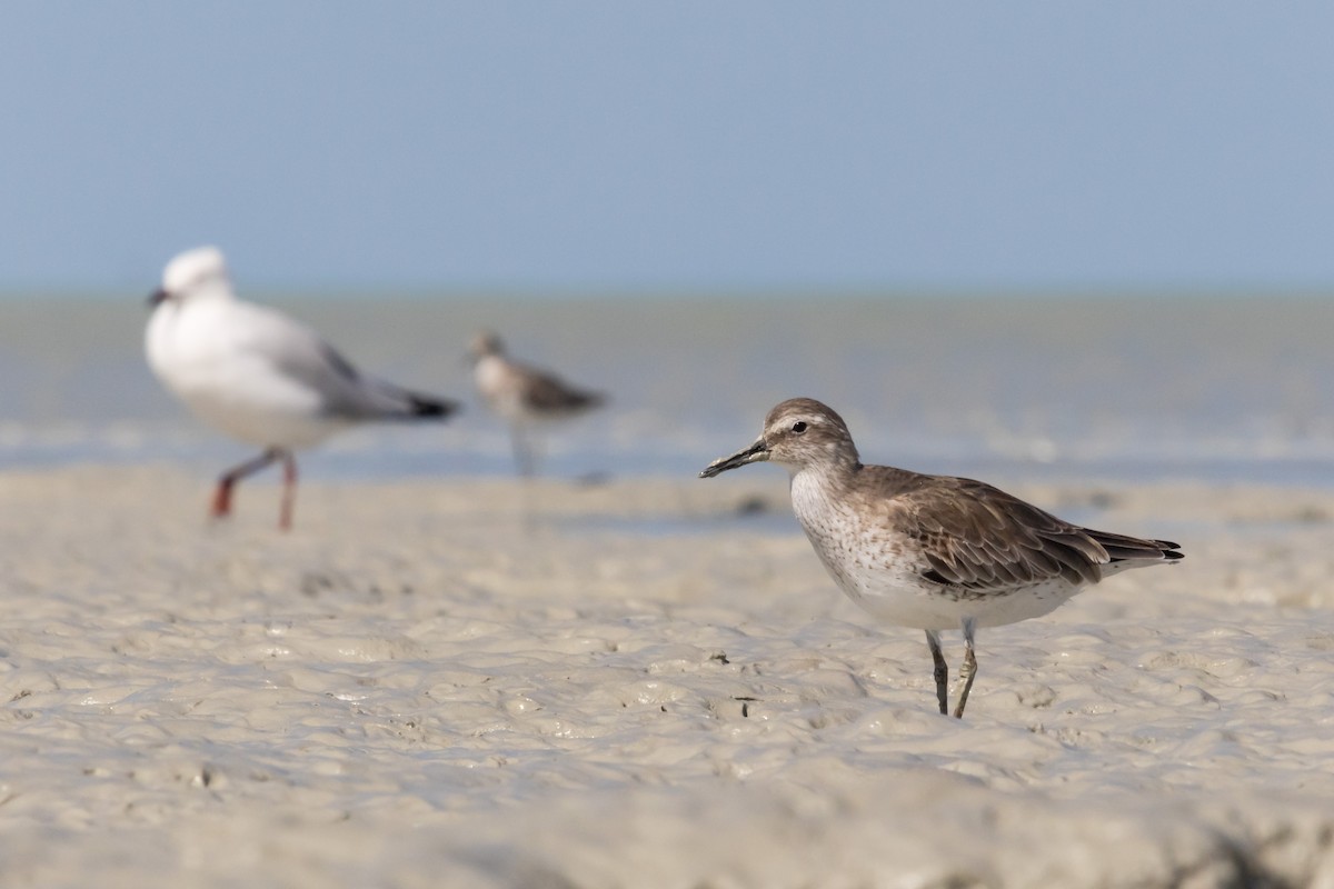 Red Knot - Nigel Jackett