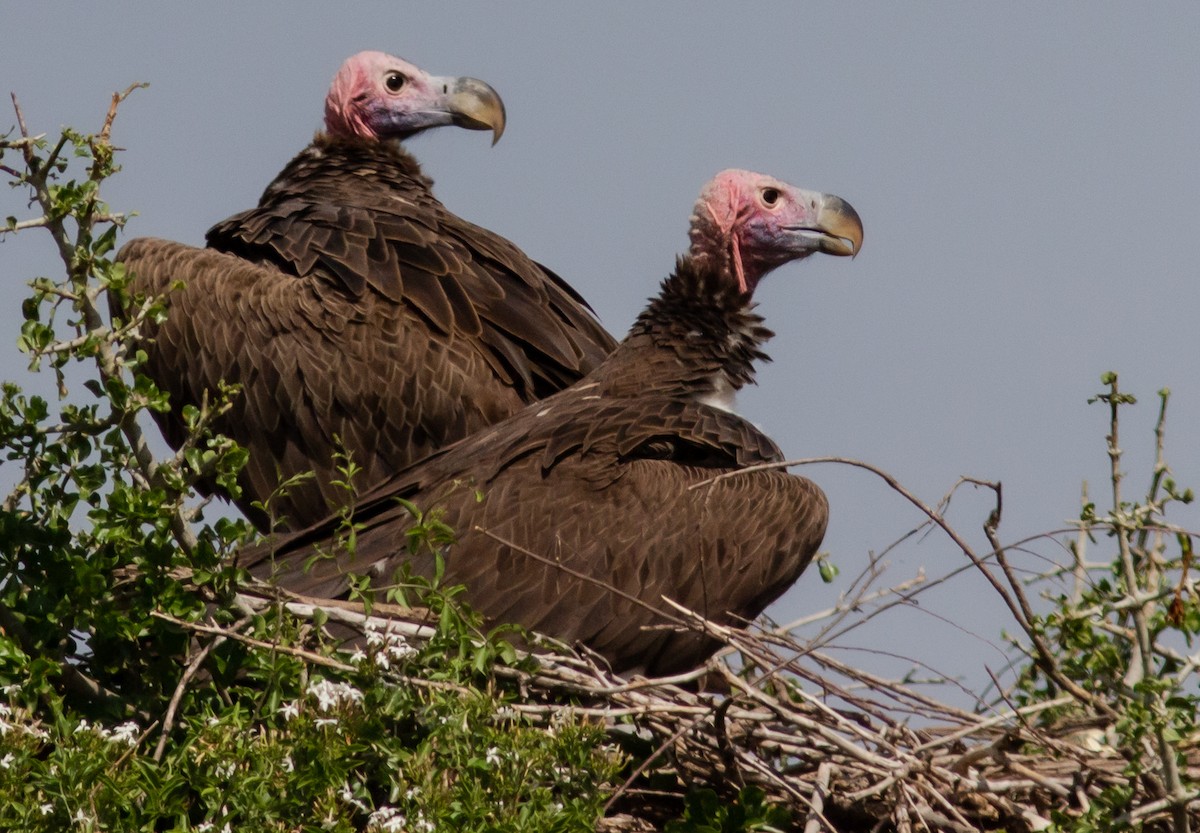 Lappet-faced Vulture - Corinne Le Doare