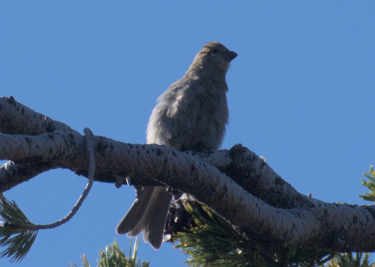 Pine Grosbeak - ML604788201