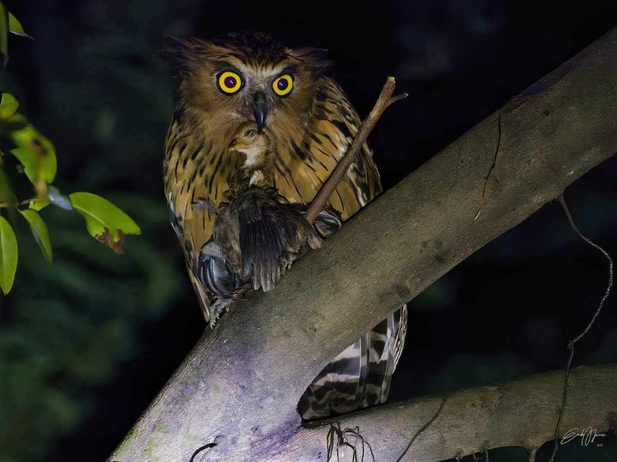 Buffy Fish-Owl - ML604788731