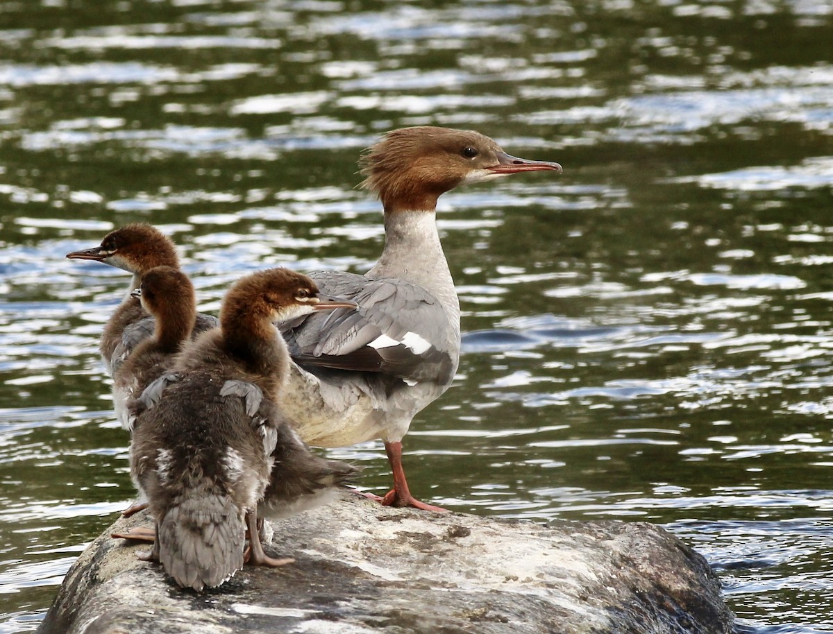 Common Merganser - ML604789291