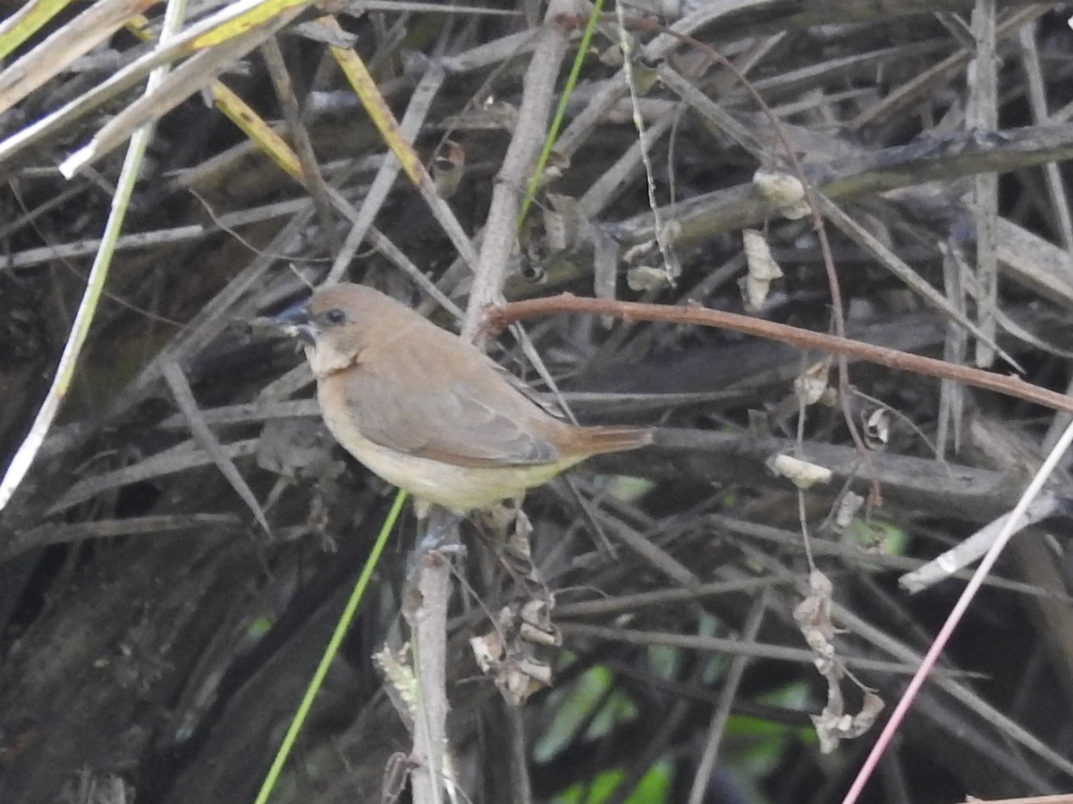 Lonchura sp. - Munish Gowda