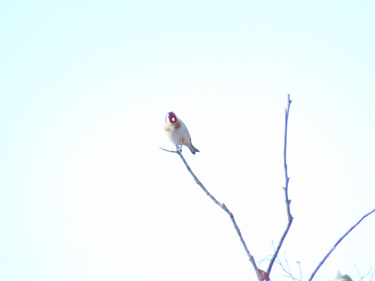 European Goldfinch - ML604790541