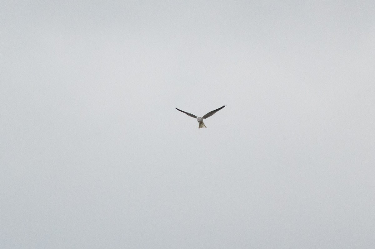 White-tailed Kite - Lucy S
