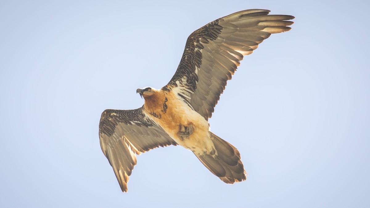 Bearded Vulture - ML604792691