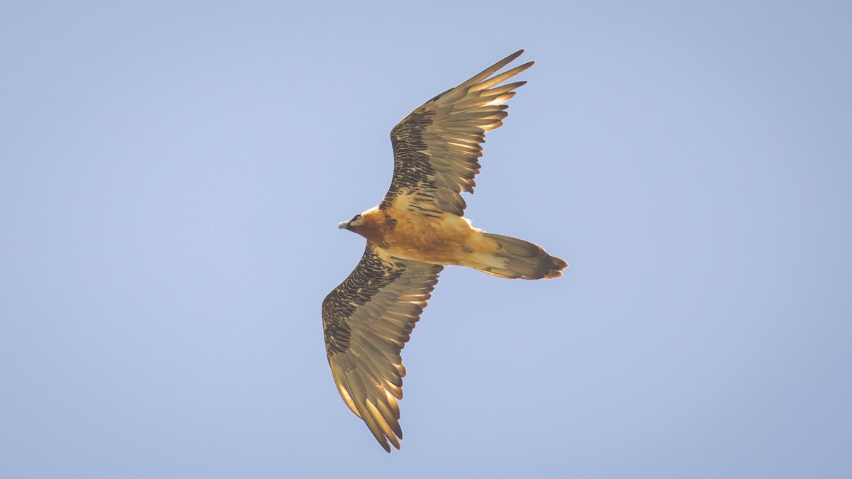 Bearded Vulture - ML604792771