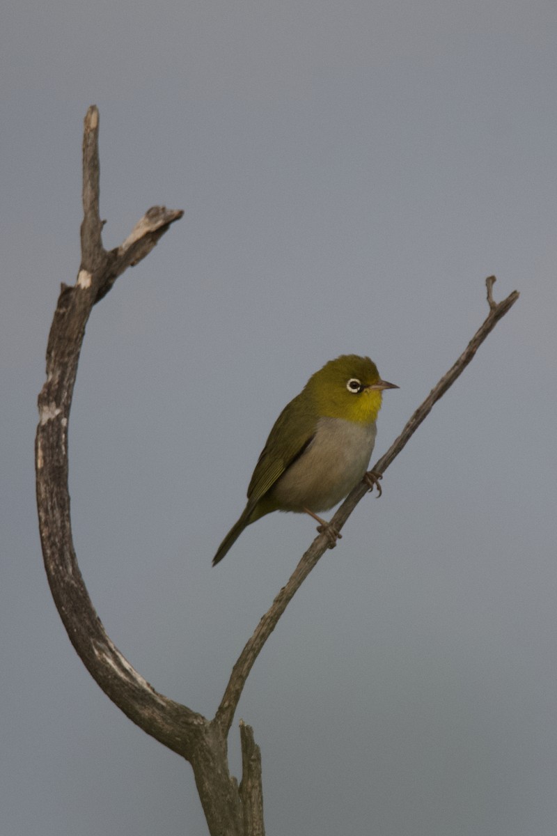 Zostérops à dos gris - ML604792921