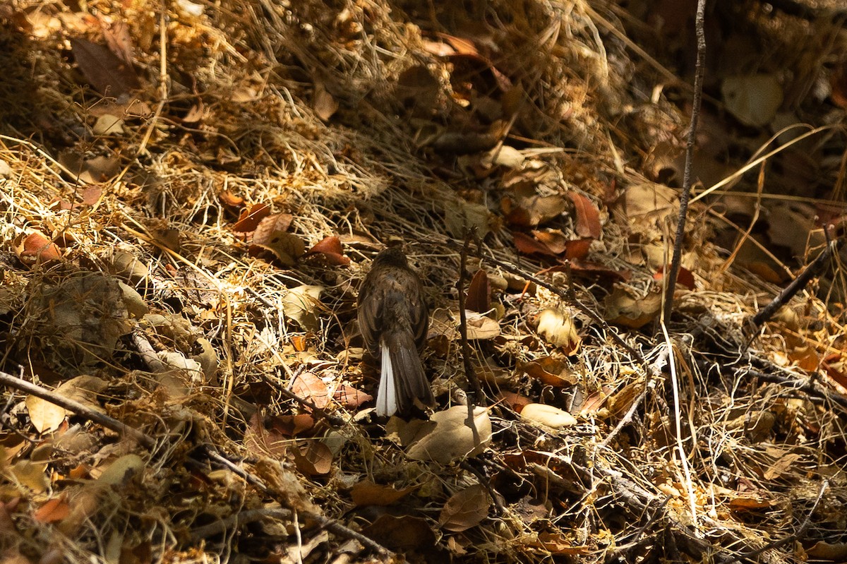 Dark-eyed Junco - Lucy S