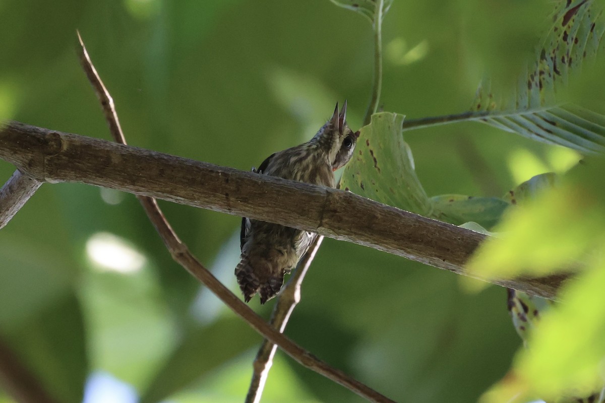 Sulawesi Pygmy Woodpecker - Andrew William