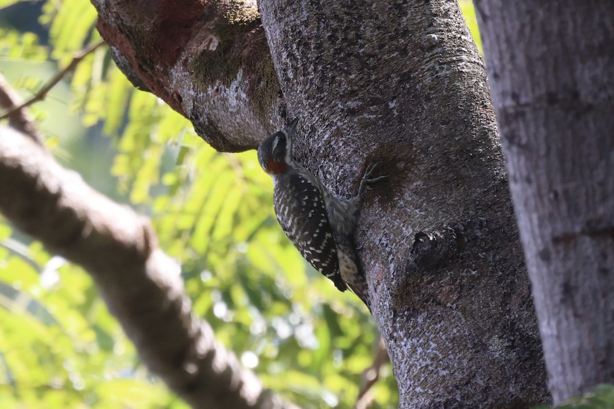 Sulawesi Pygmy Woodpecker - ML604793531