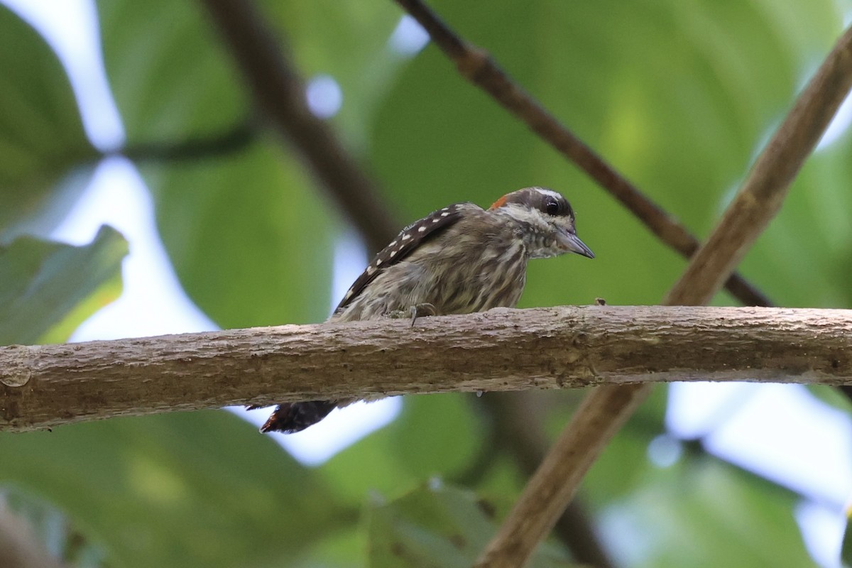 Sulawesi Pygmy Woodpecker - ML604793541