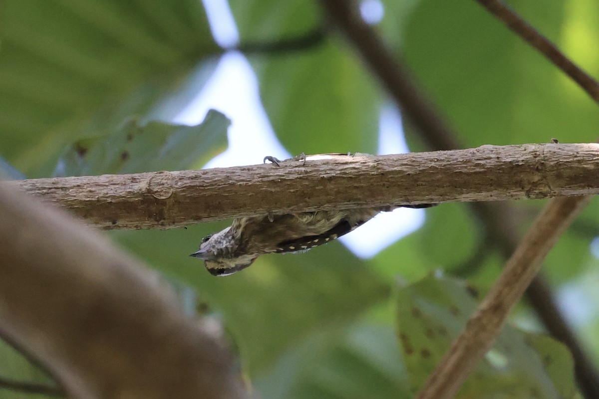 Sulawesi Pygmy Woodpecker - ML604793551
