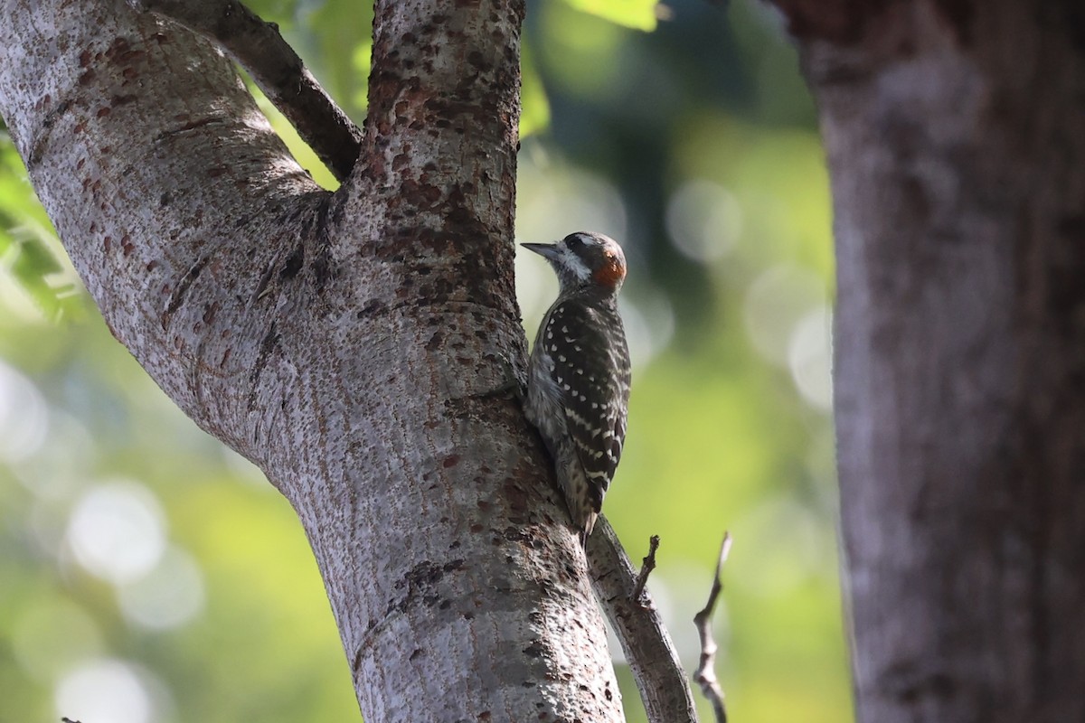 Sulawesi Pygmy Woodpecker - ML604793561