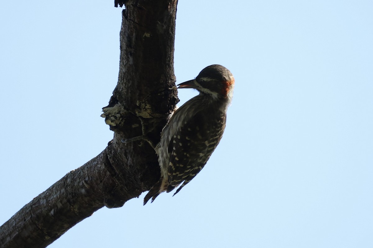 Sulawesi Pygmy Woodpecker - ML604793571