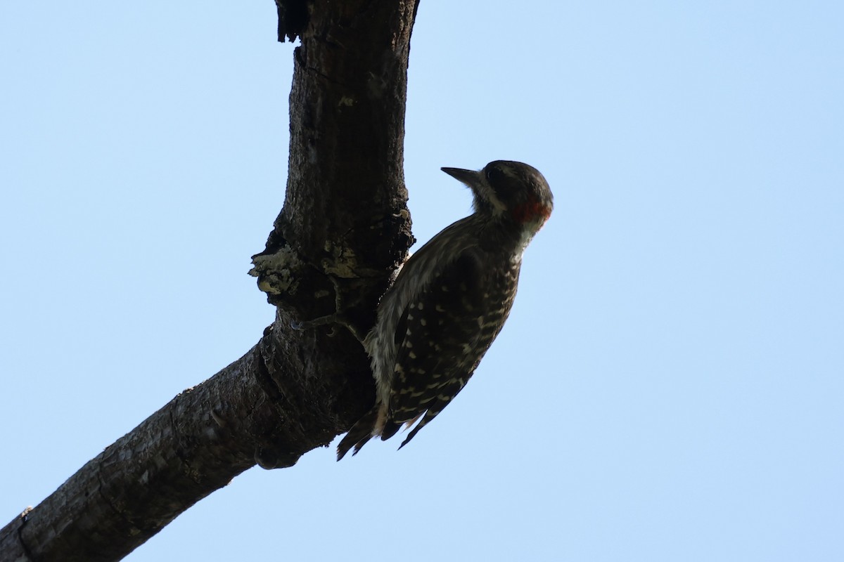 Sulawesi Pygmy Woodpecker - ML604793581