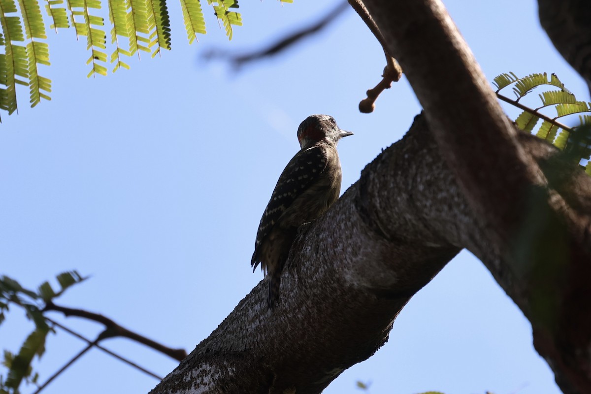 Sulawesi Pygmy Woodpecker - ML604793591