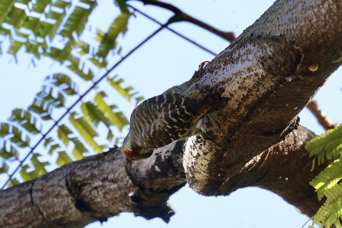 Sulawesi Pygmy Woodpecker - ML604793601