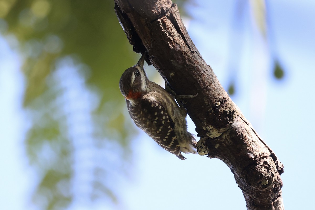 Sulawesi Pygmy Woodpecker - ML604793611