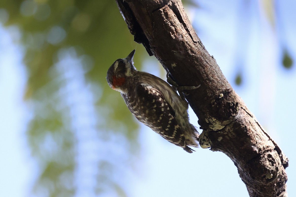 Sulawesi Pygmy Woodpecker - ML604793621