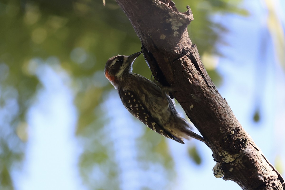 Sulawesi Pygmy Woodpecker - ML604793631