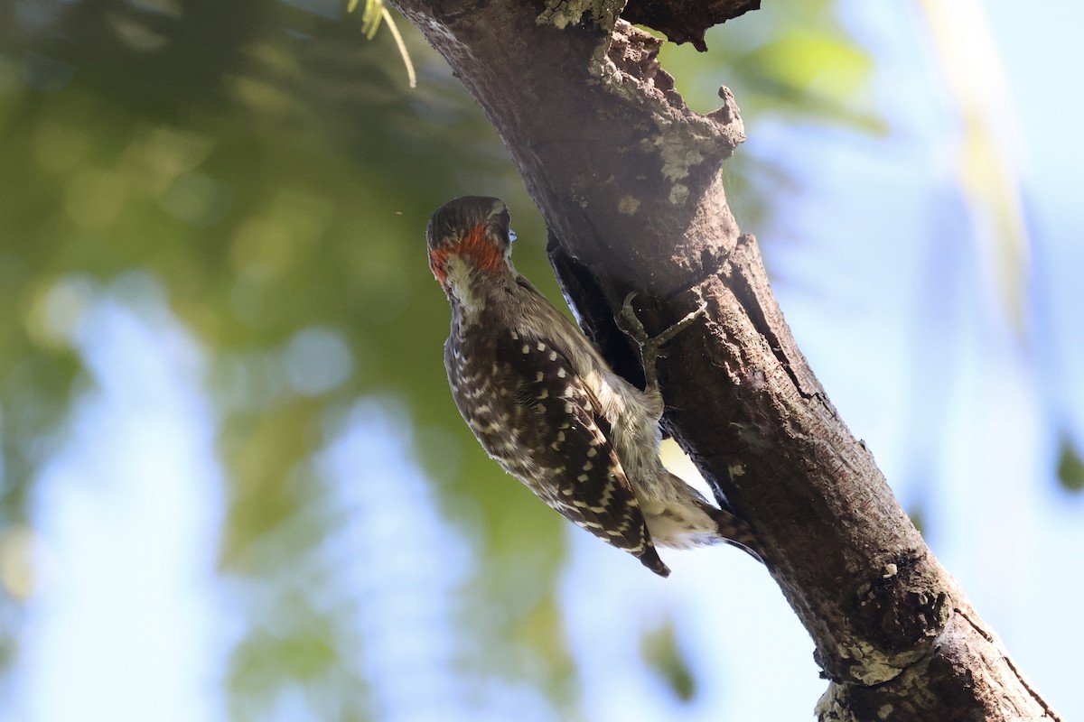 Sulawesi Pygmy Woodpecker - ML604793641