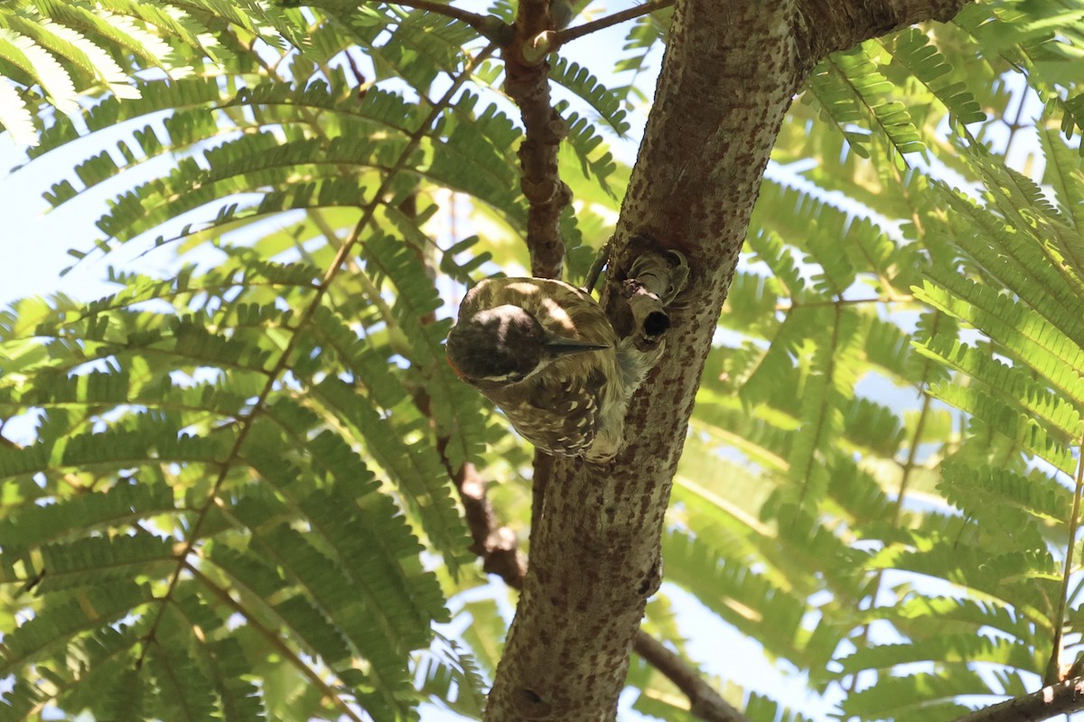 Sulawesi Pygmy Woodpecker - ML604793651