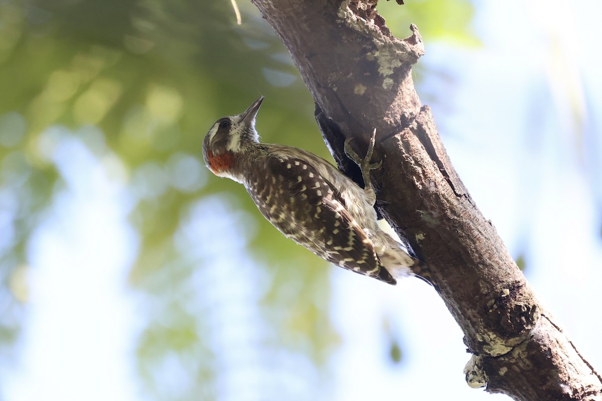 Sulawesi Pygmy Woodpecker - ML604793661