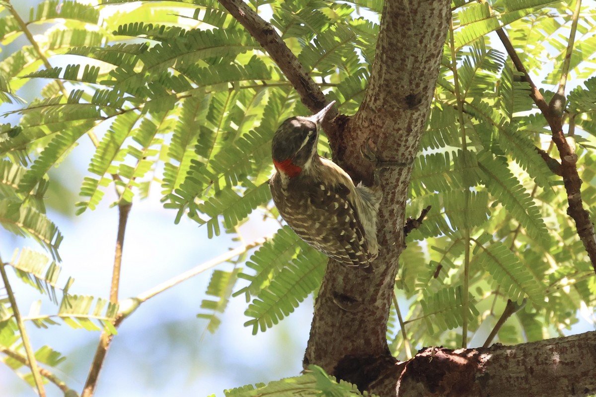 Sulawesi Pygmy Woodpecker - ML604793671