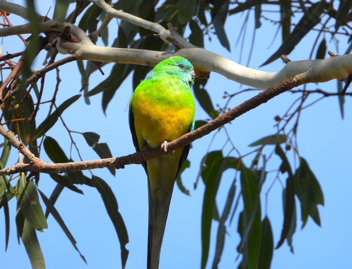 Red-rumped Parrot - ML604794451