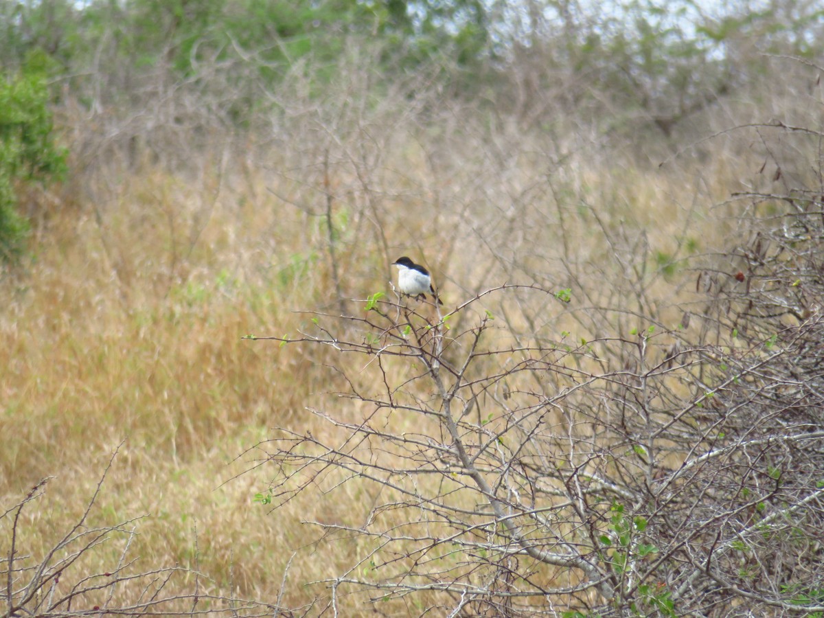 Fiscal Flycatcher - ML604794681