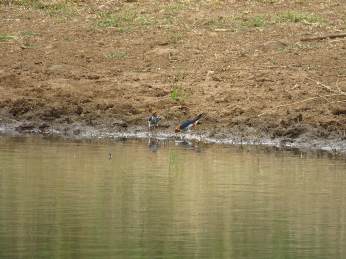 Lesser Striped Swallow - Arnau Pedrocchi