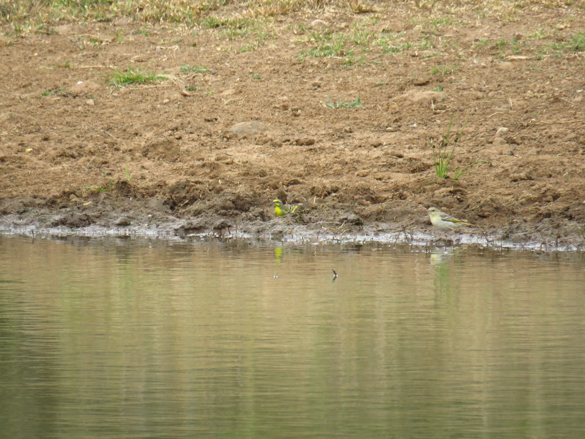 Yellow-fronted Canary - ML604794811