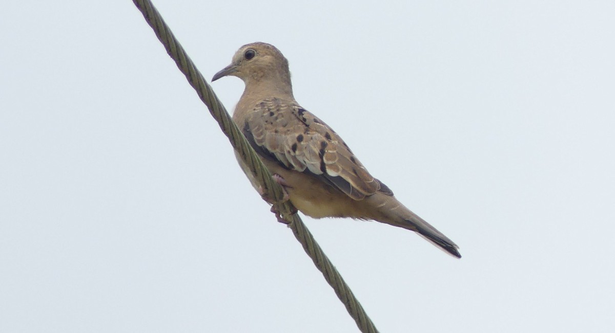 Ecuadorian Ground Dove - ML604794861