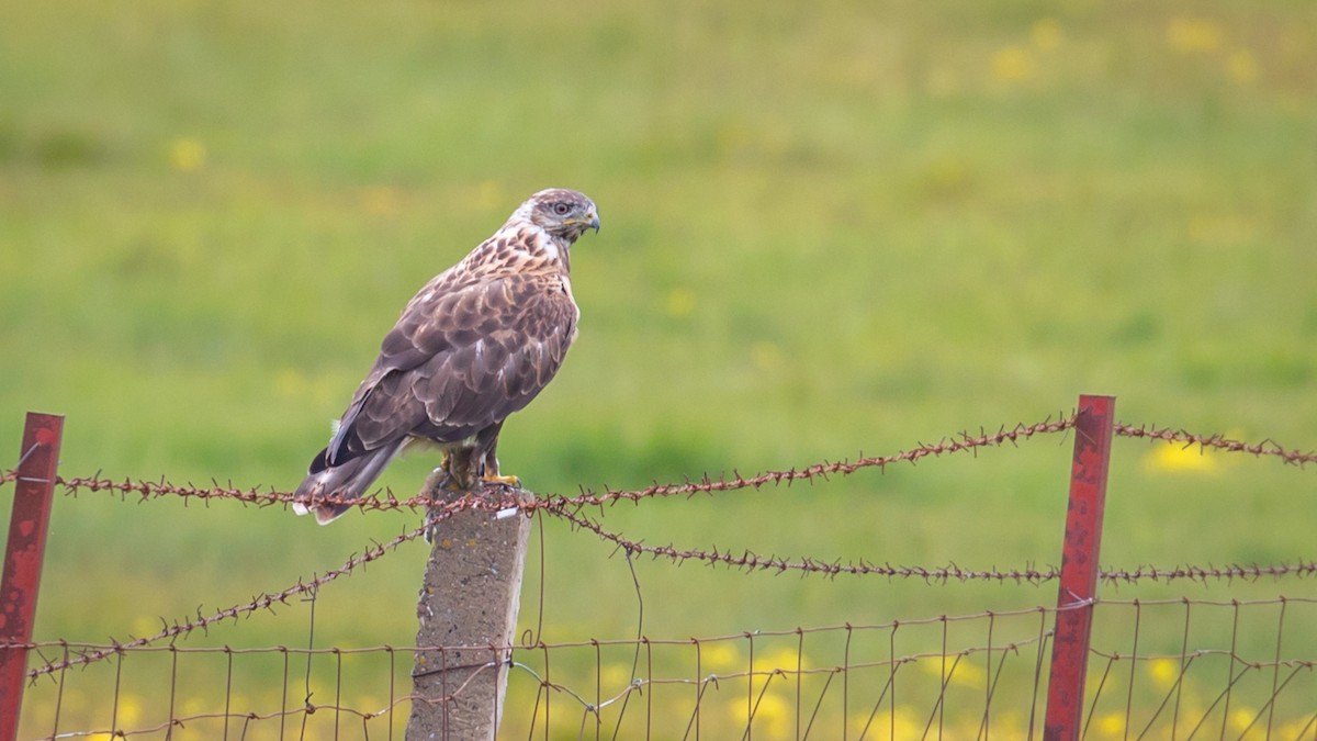 Upland Buzzard - ML604795481