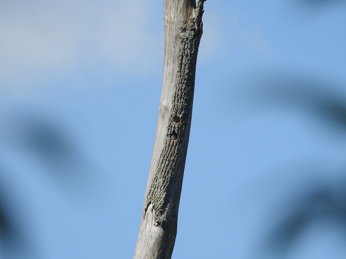 Red-headed Woodpecker - ML60479551
