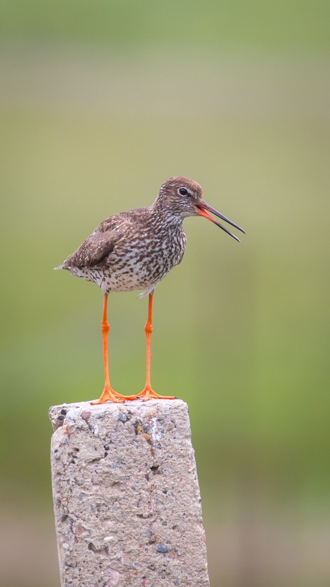 Common Redshank - ML604795511