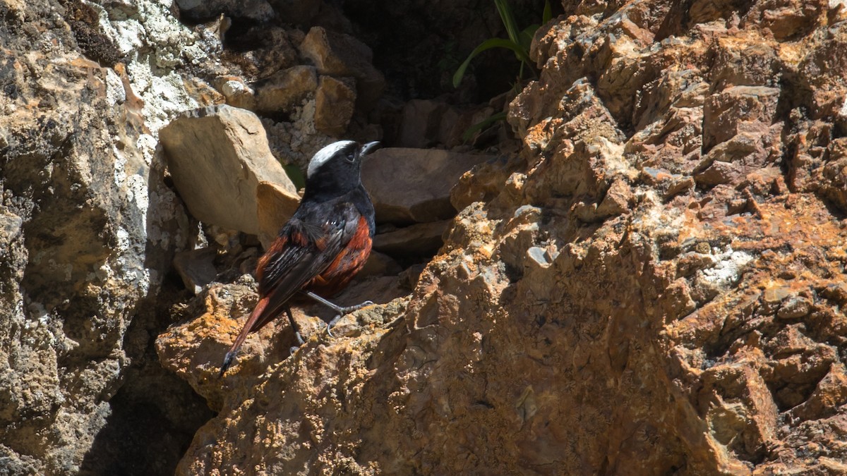 White-capped Redstart - ML604795601