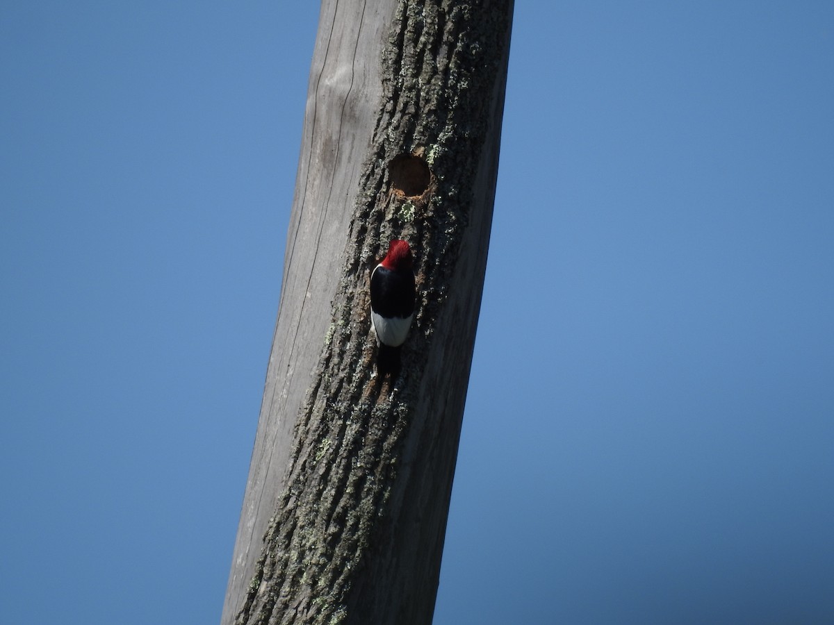 Red-headed Woodpecker - ML60479561