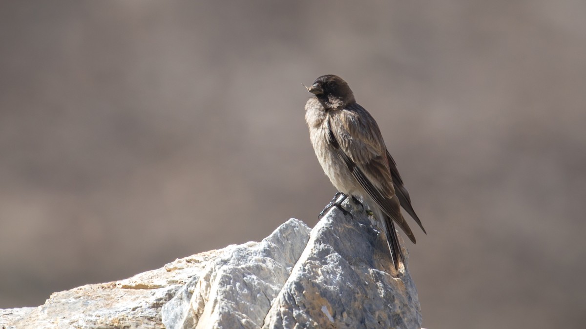 Black-headed Mountain Finch - ML604795631