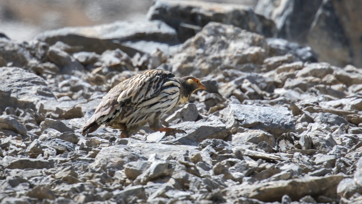 Tibetan Snowcock - ML604795641