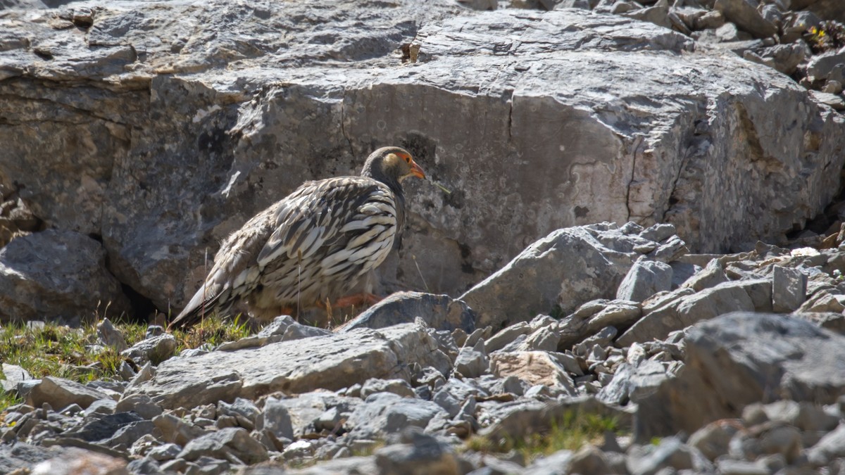 Tibetan Snowcock - ML604795661