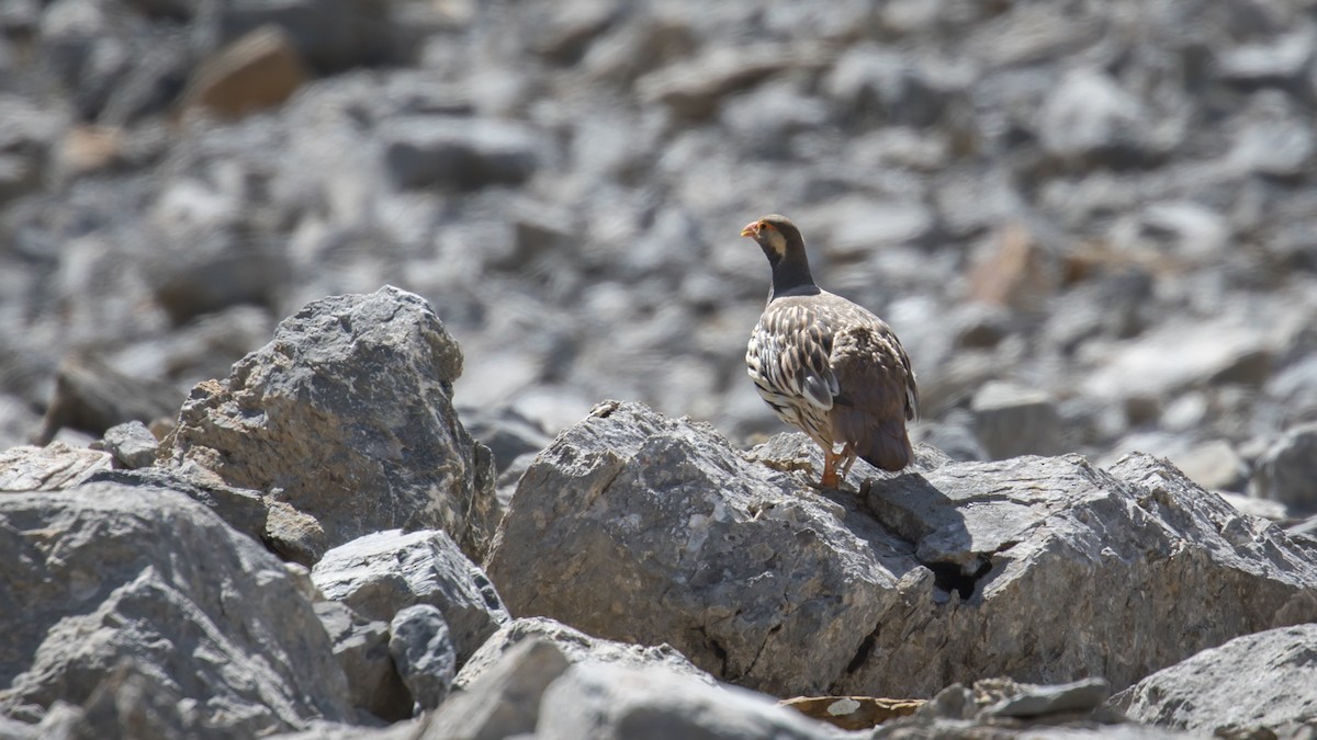 Tibetan Snowcock - Mengshuai Ge