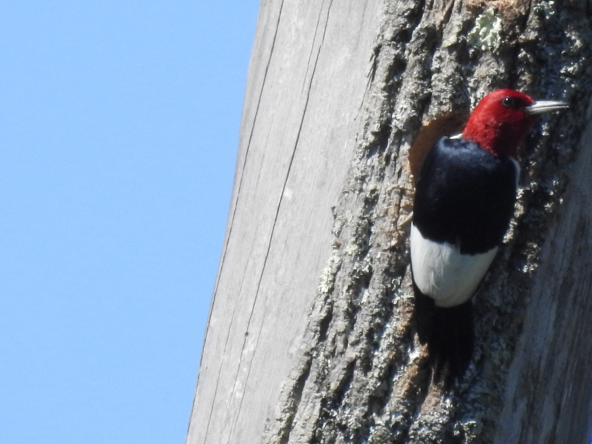 Red-headed Woodpecker - ML60479571